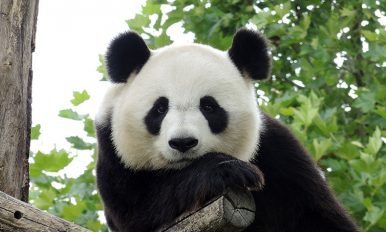 Google Panda 4.2 lançado após 10 meses de espera
