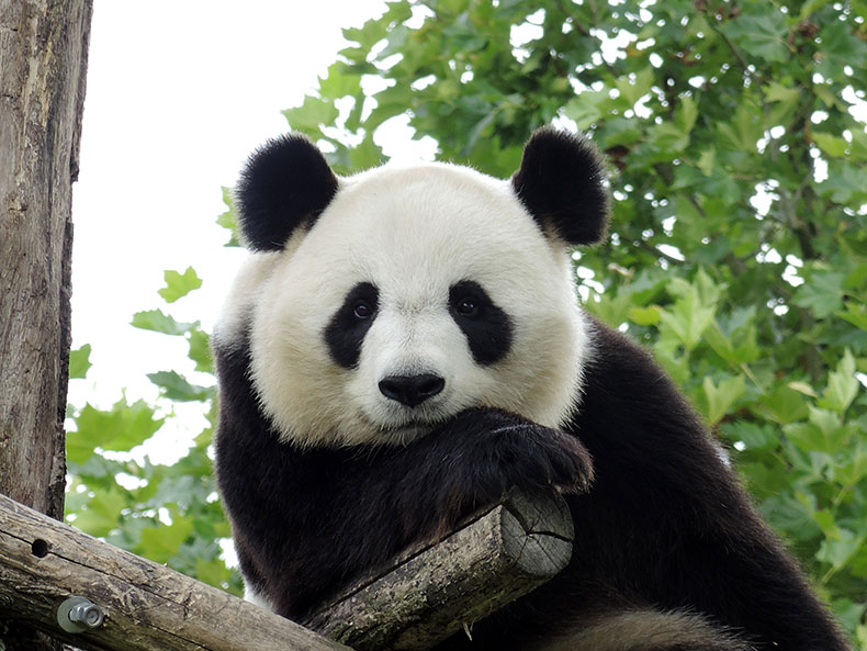 Google lança a atualização Panda na versão 4.2